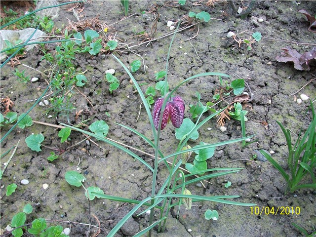 kockavica -lat fritilaria